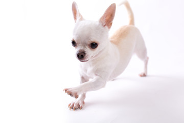 Chihuahua