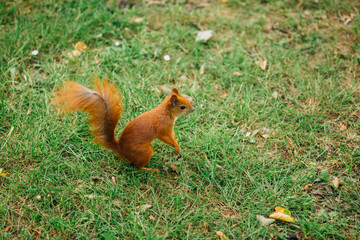 Squirrel in park