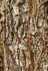 Texture tree tropical in Guatemala trunk
