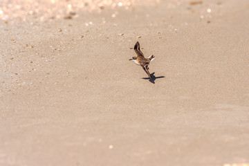 Little sparrow flying