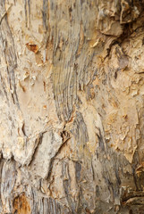 Texture tree tropical in Guatemala trunk