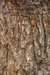 Fototapeta premium Texture tree tropical in Guatemala trunk