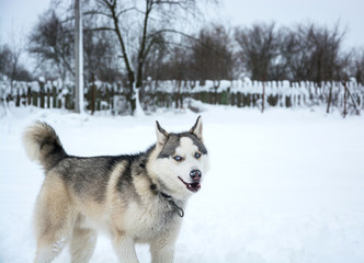 A dog of Siberian husky runs through the snow