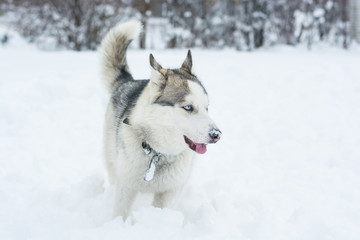 A dog of Siberian husky runs through the snow