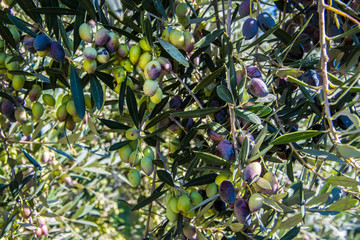Close up of olives in an olive grove in Kerameikos, the ancient cemetery of Athens Greece