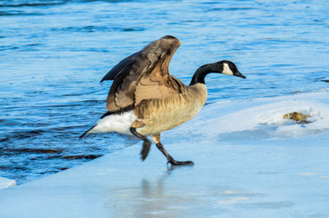 Slippery When On Ice