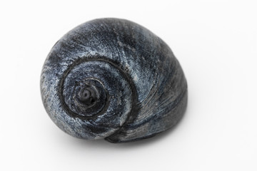 Schneckenhaus im Detail