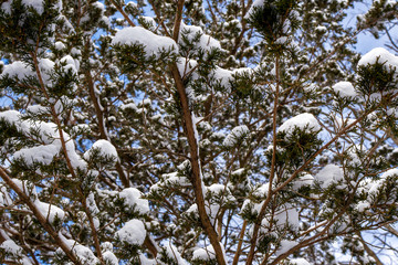 Tree branches covered by snow
