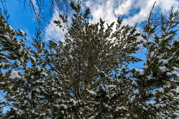 Tree branches covered by snow