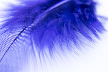 Close up of dark blue feather on the white background