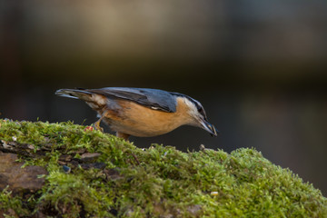 Wildlife photo - Eurasian Nuthatch in natural environment, Slovakia forest, Europe