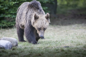 Big bear  outcoming from the forest in Romania, Lake St Ana.