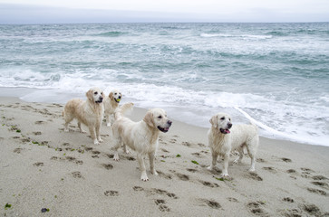 Four golden retrievers playing on the seashore