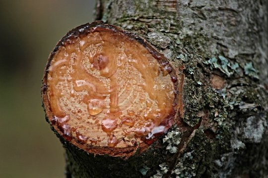 Harz an dder Schnittstelle eines Baumes