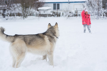 A girl in a pink jacket and hat girl gives commands to a Husky dog in the countryside.