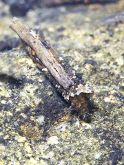 Caddisflie larvae under the water in the built home. Trichoptera. (Caddisfly). Underwater photography. River habitat.
