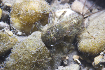 Mayfly nymph close up. Mayfly only live a very short life as adult form, and do not eat in this stage.Ecdyonurus larvae scraping biofilm. River habitat. Underwater photography.