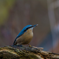 Wildlife photo - Eurasian Nuthatch in natural environment, Slovakia forest, Europe