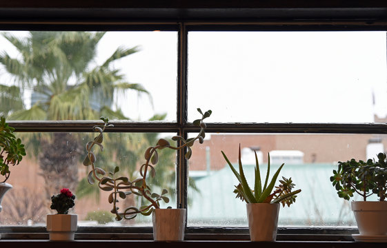 Sukkulenten in Blumentöpfen auf einer Fensterbank
