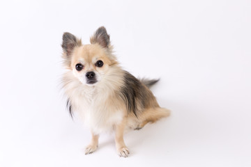 Obraz premium Chihuahua