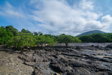 Marea Baja, Manglares, Panamá