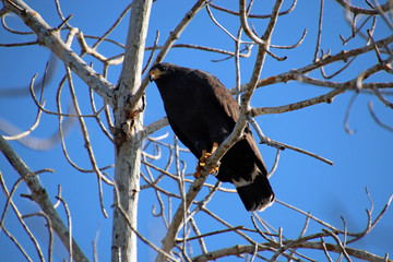 Black hawk