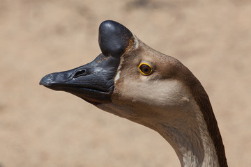 Brown Chinese Goose also known as Swan Goose