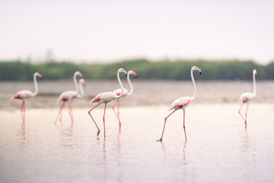 Flamingos nas salinas do Mussulo (saco dos flamingos) pr&oacute;ximo da cidade de Luanda, Angola