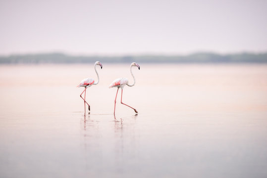 Flamingos nas salinas do Mussulo (saco dos flamingos) pr&oacute;ximo da cidade de Luanda, Angola