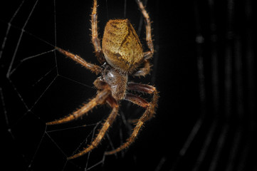 Araña, Darien, Panamá