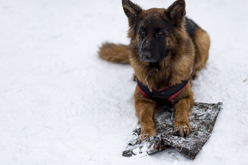 German shepherd training protection