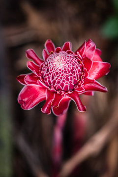 Rosas de porcelana da floresta de Kumbira, Conda, Cuanza-Sul, Angola