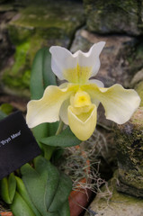 Orquidea