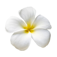 Fototapeta na wymiar Frangipani flower on white
