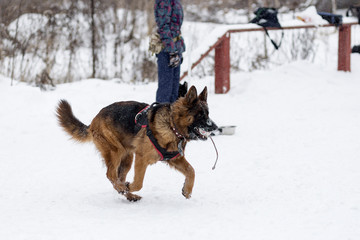 German shepherd training protection
