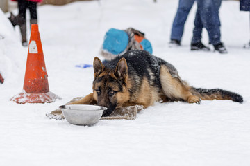 German shepherd training protection