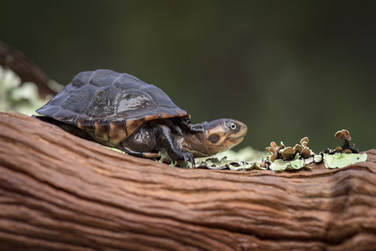 Terrapin on a log at the source lake of the Cuanavale river in Angola