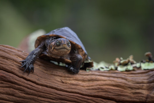 Tartaruga de &aacute;gua doce (c&aacute;gado) na lagoa Saliakembo (nascente do rio Kembo) no Moxico, Angola