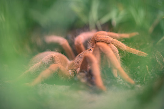 Aranha Tar&acirc;ntula (Pterinochilus murinus) em Angola