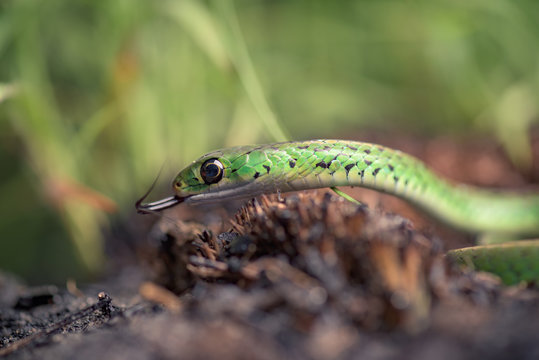 Closeup of a snake in the Angolan highlands of Moxico
