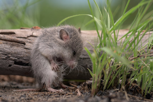 Rato-bochechudo (Saccostomus campestris) da &Aacute;frica Austral