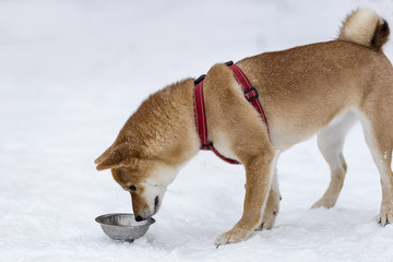 Shiba inu on the street in winter plays