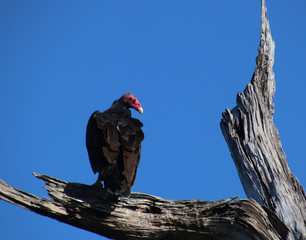 Turkey vulture