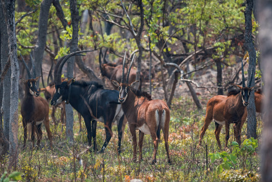 Palanca-negra-gigante no Parque Nacional da Cangandala em Malanje, Angola