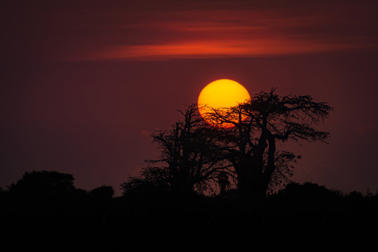 Mussulo - o sol a por-se por tr&aacute;s de um embondeiro. Prov&iacute;ncia de Luanda, Angola.