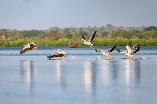 Pelicanos (Pelecanus onocrotalus) nas salinas da ba&iacute;a do Mussulo. Angola
