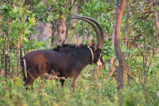 Palanca-negra-gigante no Parque Nacional da Cangandala em Malanje, Angola