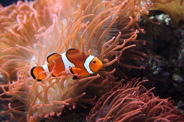 Naklejka na ściany i meble The ocellaris clownfish (Amphiprion ocellaris) or common clownfish is hiding rose sea anemone, typical behaviour