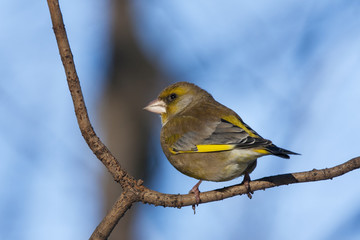 European greenfinch male sitting on branch of tree. Cute colorful songbird with strong bill. Bird in wildlife.