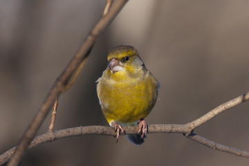 European greenfinch male sitting on branch of tree. Cute colorful songbird with strong bill. Bird in wildlife.